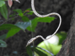 Ahaetulla sahyadrensis