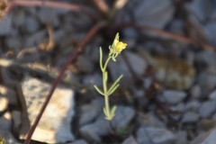 Linaria simplex