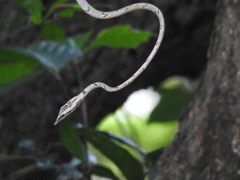 Ahaetulla sahyadrensis