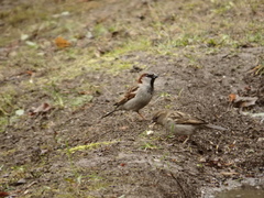 Passer domesticus