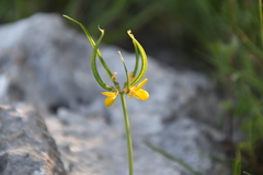 Securigera securidaca