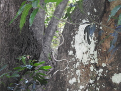 Ahaetulla sahyadrensis