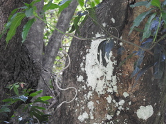 Ahaetulla sahyadrensis