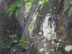 Ahaetulla sahyadrensis