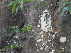 Ahaetulla sahyadrensis