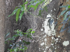 Ahaetulla sahyadrensis