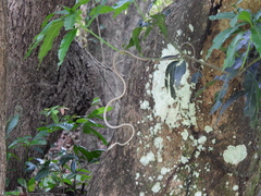 Ahaetulla sahyadrensis