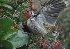 Anthochaera paradoxa