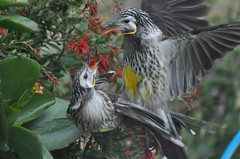 Anthochaera paradoxa