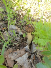 Morchella semilibera