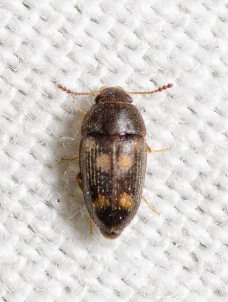 Litargus sexpunctatus