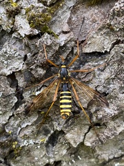 Ctenophora flaveolata