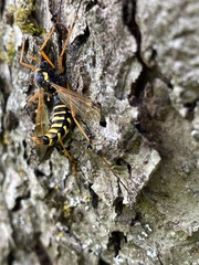 Ctenophora flaveolata