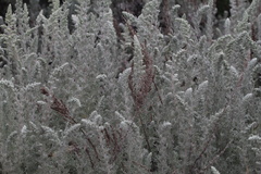 Artemisia pycnocephala