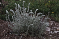 Artemisia pycnocephala