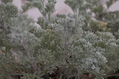 Artemisia pycnocephala