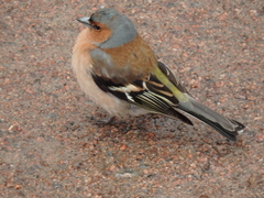 Fringilla coelebs