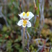 Euphrasia wettsteiniana - Photo (c) Fred Overmars, μερικά δικαιώματα διατηρούνται (CC BY-NC), uploaded by Fred Overmars