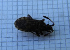 Strobilotoma typhaecornis