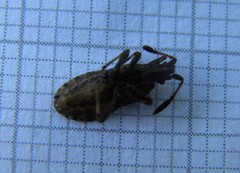 Strobilotoma typhaecornis