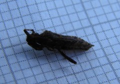 Strobilotoma typhaecornis