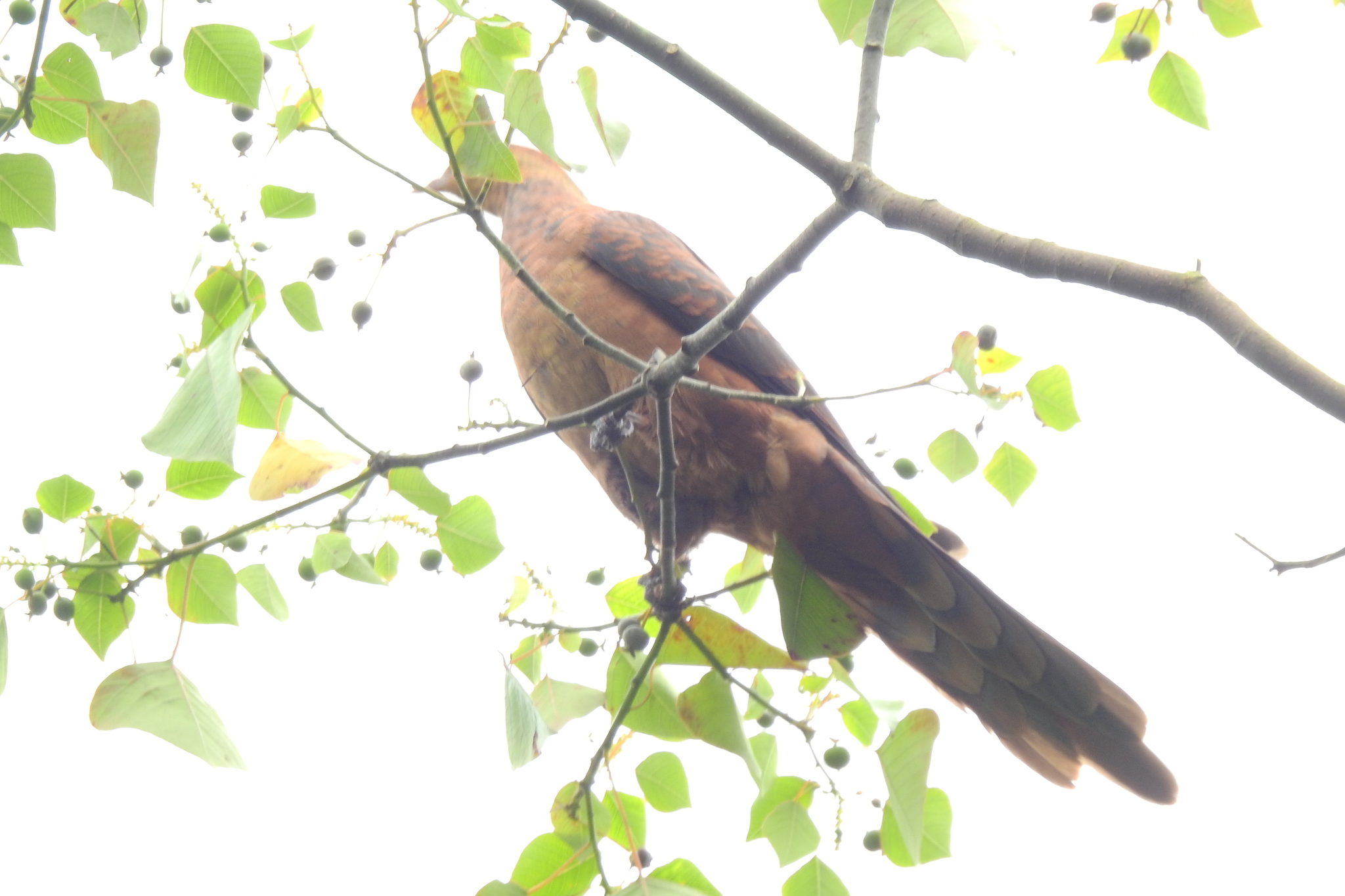 Ruddy Cuckoo-Dove (Macropygia emiliana), photo 9