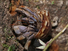 Coenobita violascens
