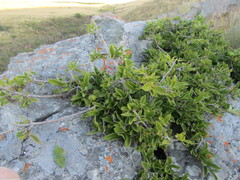 Vangueria macrocalyx