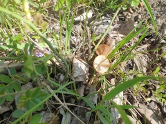 Psathyrella spadiceogrisea