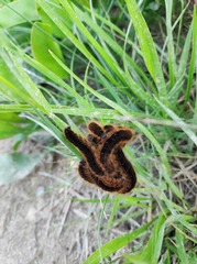 Malacosoma franconicum