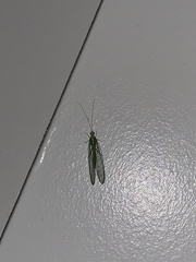 Chrysoperla comanche