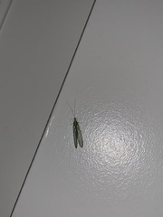 Chrysoperla comanche