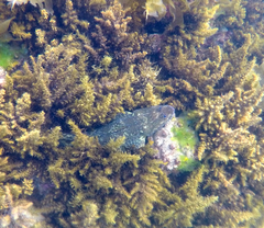 Platycephalus laevigatus