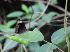 Mycalesis anaxias