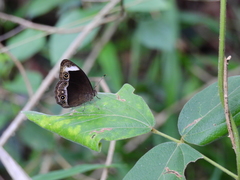 Mycalesis anaxias