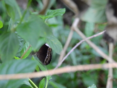 Mycalesis anaxias