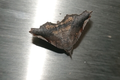 Throana pectinifer