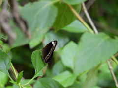 Mycalesis anaxias