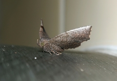 Throana pectinifer