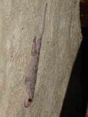 Hemidactylus acanthopholis
