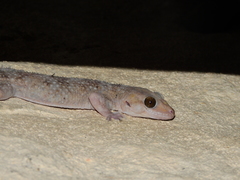 Hemidactylus acanthopholis