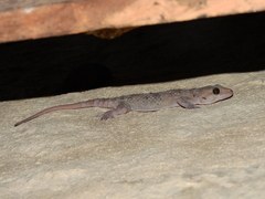 Hemidactylus acanthopholis