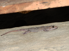 Hemidactylus acanthopholis