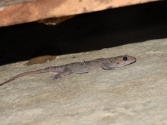 Hemidactylus acanthopholis