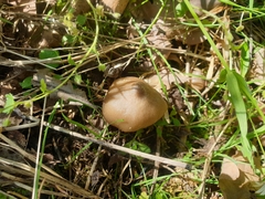 Entoloma clypeatum