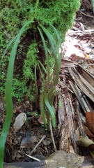 Haplopteris ensiformis