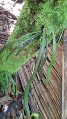 Haplopteris ensiformis