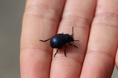Timarcha goettingensis