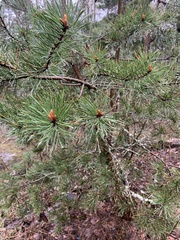 Pinus sylvestris
