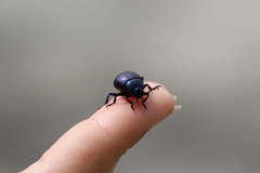 Timarcha goettingensis